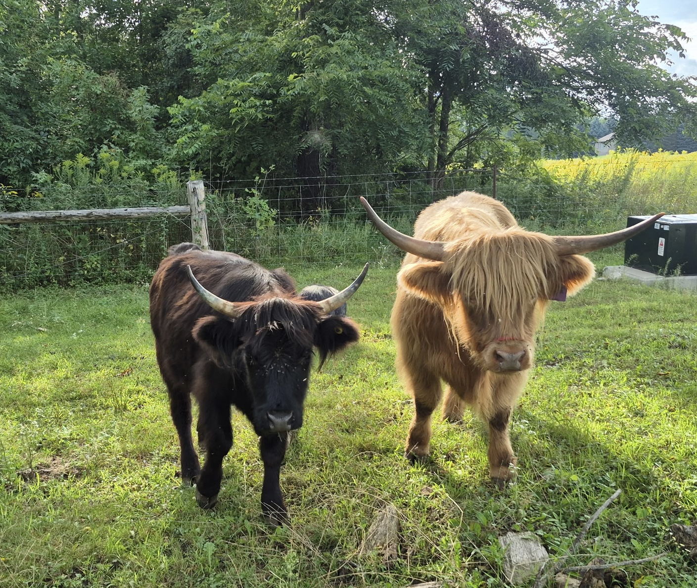 Mindy (Black) and Minor (Brown), "The Highlanders"